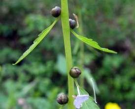 Dentaria bulbifera