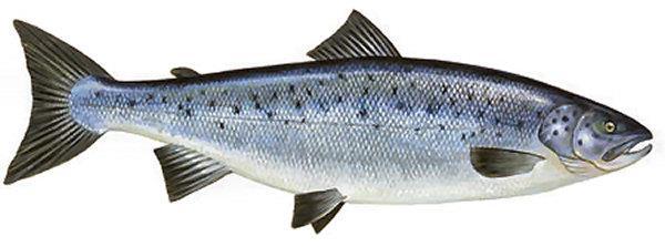 Nazwa ryby: łosoś Okres ochronny: w rzece Wiśle i jej dopływach powyżej zapory we Włocławku od 1 października do 31 grudnia, w pozostałym okresie obowiązuje zakaz połowu łososia w