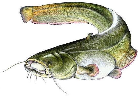 Nazwa ryby: sum Okres ochronny: od 1 stycznia do