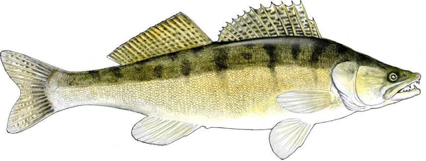 Nazwa ryby: certa Okres ochronny: od 1 stycznia do 30 czerwca, w Wiśle od zapory we Włocławku do jej ujścia od 1 września do 30 listopada Wymiar ochronny: 30
