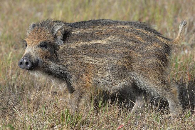 Zoo sł. Jan Brzechwa, muz. Andrzej Korzyński Miś Proszę państwa, oto miś.