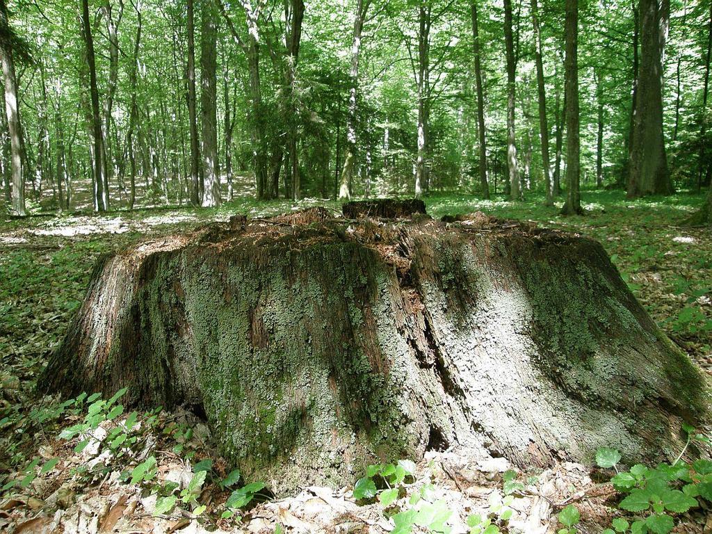 Biota porostów epiksylicznych zmienia się w miarę postępującego rozkładu podłoża.