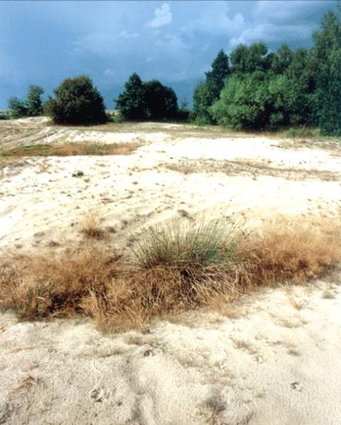 Udział porostów w naturalnych i