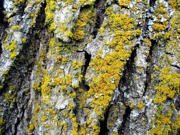 Pojemność wodna oraz skulptura (rzeźba) powierzchni kory na pniach o korze silnie urzeźbionej (spękania, bruzdy, szczeliny)