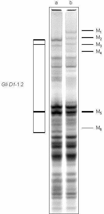 Identyfikacja gliadyn warunkowanych chromosomem 1D na podstawie analizy potomstwa kombinacji kbh-sp 1 Mironowska 808 Blok Gli D1-1.
