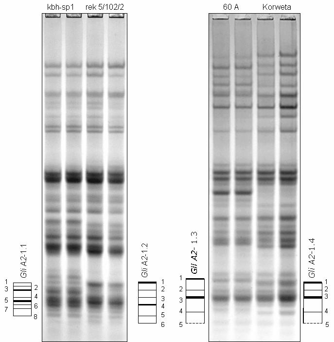 informację. W tej strefie obrazu elektroforetycznego nakładają się prążki warunkowane chromosomami 6A i 6D, co komplikuje ich rozróżnienie.
