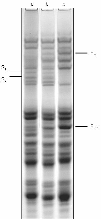 genotypy należące do grupy trzeciej są homozygotami pod względem genu w locus Gli A1, w którym allel kodujący gliadyny jest typowy dla odmiany Flair. Rys. 1.