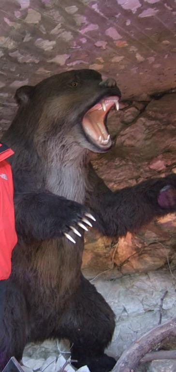 Rekonstrukcja niedźwiedzia jaskiniowego udostepniona zwiedzającym jaskinie w Kletnie.