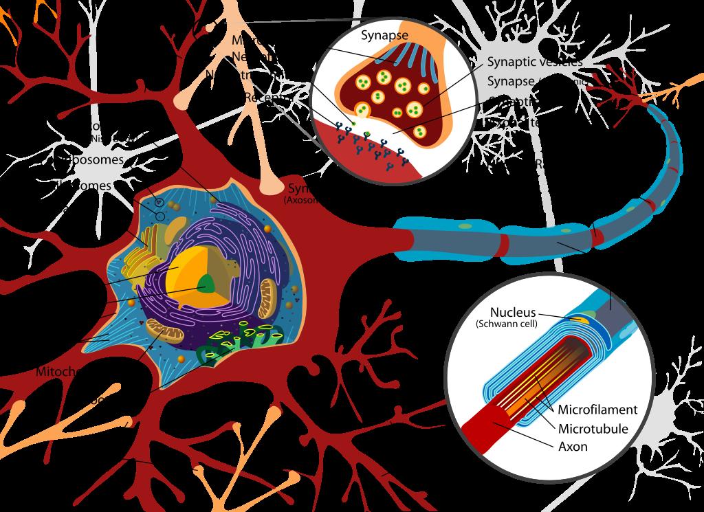 Schemat komórki neuronowej