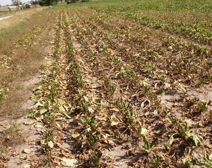 PO STRONIE PLANTATORA Roztocza na plantacjach buraka cukrowego J mgr Agnieszka Ulatowska, Instytut Ochrony Roślin Państwowy Instytut Badawczy Wbogato ilustrowanym Atlasie chorób i szkodników buraka