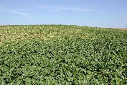 PO STRONIE PLANTATORA Czym dokarmiać buraka? J Dr inż.