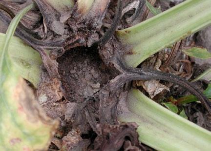 PO STRONIE PLANTATORA Dokarmianie w odpowiednim czasie W praktyce najczęściej zaleca się przeprowadzenie dwóch zabiegów.