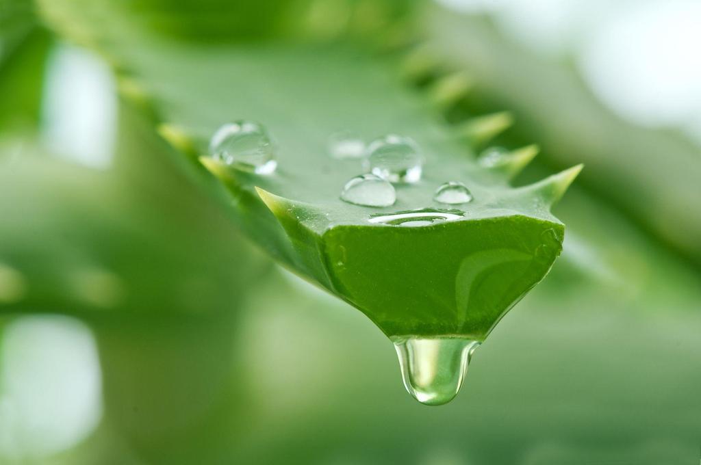 CaliVita prezentuje OrganiCare Wyciąg z liści aloesu: wspomaga biologiczną odnowę i regenerację skóry, łagodzi podrażnienia, opóźnia