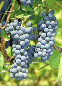 Wino dobrej jakości, o przyjemnym morelowym aromacie, bez mieszańcowych posmaków. Szczepy czerwone Cascade (ryc. 13) krzewy z tendencją do zagęszczania i wysoką plennością.