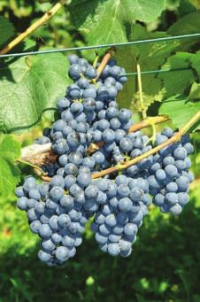 Jagody kuliste, średniej wielkości, granatowe. Miąższ delikatny, bez wyraźnego smaku i aromatu, ale smaczny.