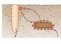 Racjonalne podejście do nawożenia antagonizmy i synergizmy między makroi mikroelementami. Rośliny pobierają większość pierwiastków potrzebnych do życia z gleby.