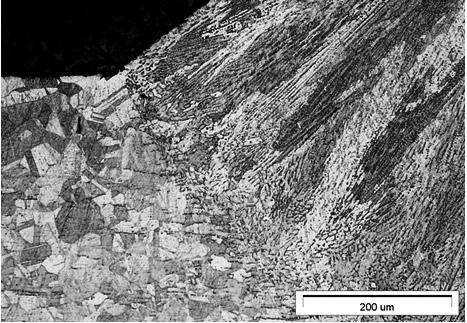 spoina (LM) Fig. 3.