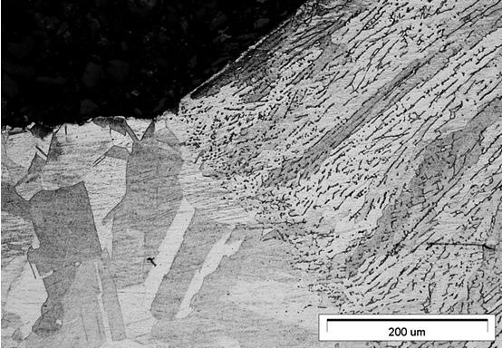 spoina (LM) Fig. 4.