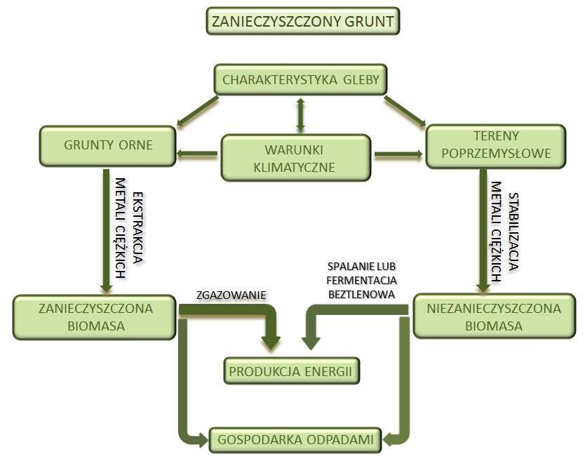Schemat 1. Cykl produkcji biomasy na terenach zanieczyszczonych metalami ciężkimi z potencjalnymi drogami konwersji biomasy (II.E.