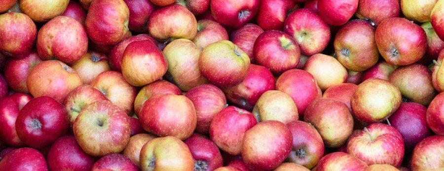 https://www. Gospodarze z tamtejszych gmin nie mogą narzekać w tym roku na nieurodzaj Innym, nie mniej istotnym problemem jest nieopłacalność produkcji. Obecnie rozpoczyna się zbiór jabłek.