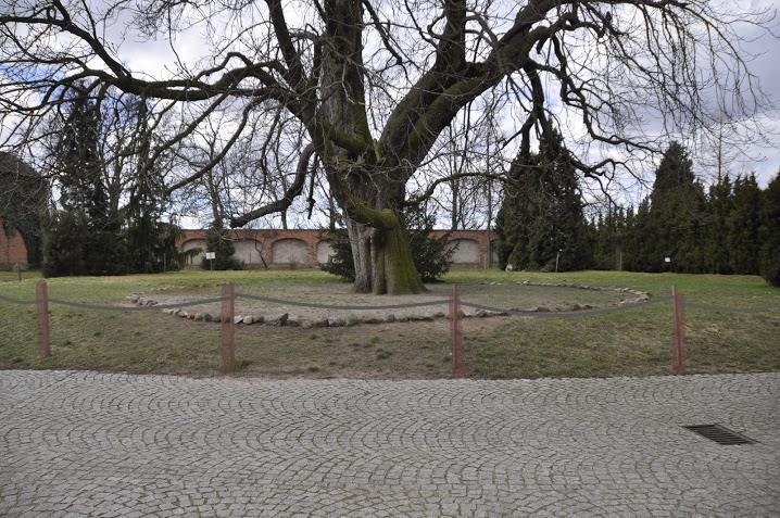 dlatego należałoby przewidzieć na okres podlewania sprawną wymianę ogrodzenia, wykorzystując np. obecne.