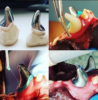 Stomatologia zwierząt to moja pasja 3 pacjentów weterynaryjnych, to niestety dość drogie minimum, ale dopiero wówczas możliwe jest przeprowadzenie zabiegów z dziedziny endodoncji (leczenia