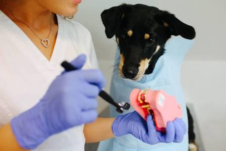Stomatologia zwierząt to moja pasja 5 Z jakimi problemami najczęściej zgłaszają się właściciele zwierząt?