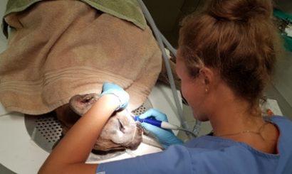 Stomatologia zwierząt to moja pasja 7 asystować przy zabiegu leczenia endodontycznego kła geparda oraz usuwać kamień nazębny u pumy przed zabiegiem ekstrakcji części zębów, podczas stażu w San Diego,