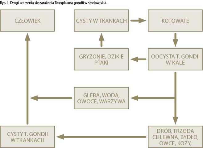 Toksoplazmoza prawda i mity, czyli odczarowujemy kota 7 jest zależny od zwyczajów żywieniowych w danym regionie. W wyniku badań osób zarażonych T.