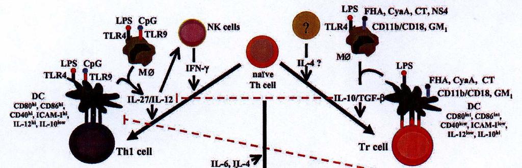 DC w róŝnicowaniu r limfocytów w T w komórki efektorowe