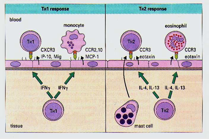 Regulacja migracji limfocytów w Th1 i