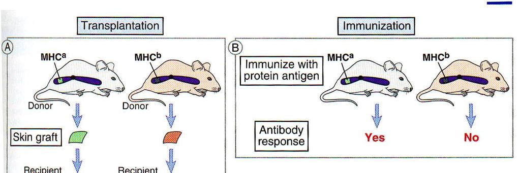Geny MHC kontrolują odpowiedź immunologiczną A.K.