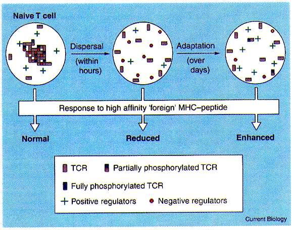 Zdolność naiwnych limfocytów w T do odpowiedzi na obcy antygen