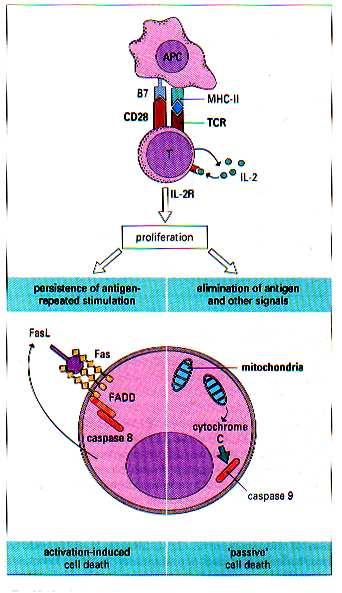 Mechanizmy apoptozy aktywowanych i naiwnych