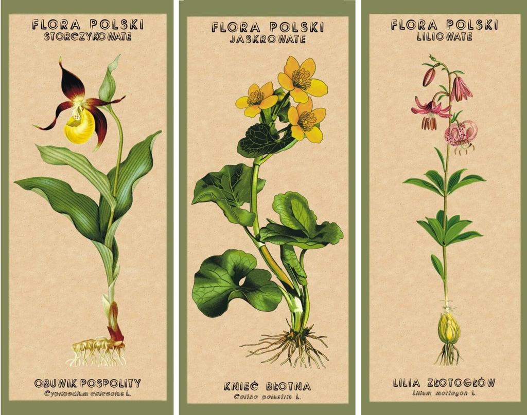 dla Podlasia 60 kolorowych plansz graficznych przedstawiających gatunki regionalnej flory
