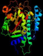 Osteoimmunologia (dr hab.