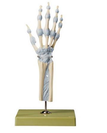 Model stawów dłoni i palców z więzadłami Nr ref: MA01612 Informacja o produkcie: Model stawów dłoni i palców z więzadłami Naturalnyxh rozmiarów, realistyczny model stawów dłoni i palców z więzadłami.
