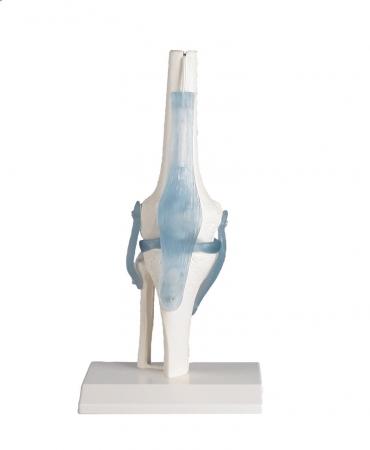 Model stawu kolanowego z więzadłami Nr ref: MA00687 Informacja o produkcie: Model stawu kolanowego z więzadłami Naturalnej wielkości model anatomiczny stawu