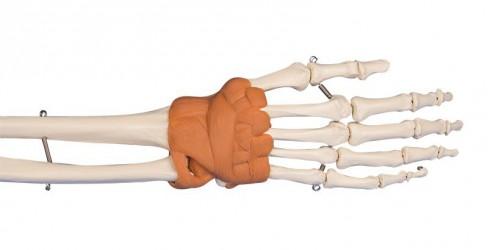 Model anatomiczny dłoni i nadgarstka Nr ref: MA00489 Informacja o produkcie: Model anatomiczny dłoni i nadgarstka Model anatomiczny dłoni i nadgarstaka prezentujący więzadła