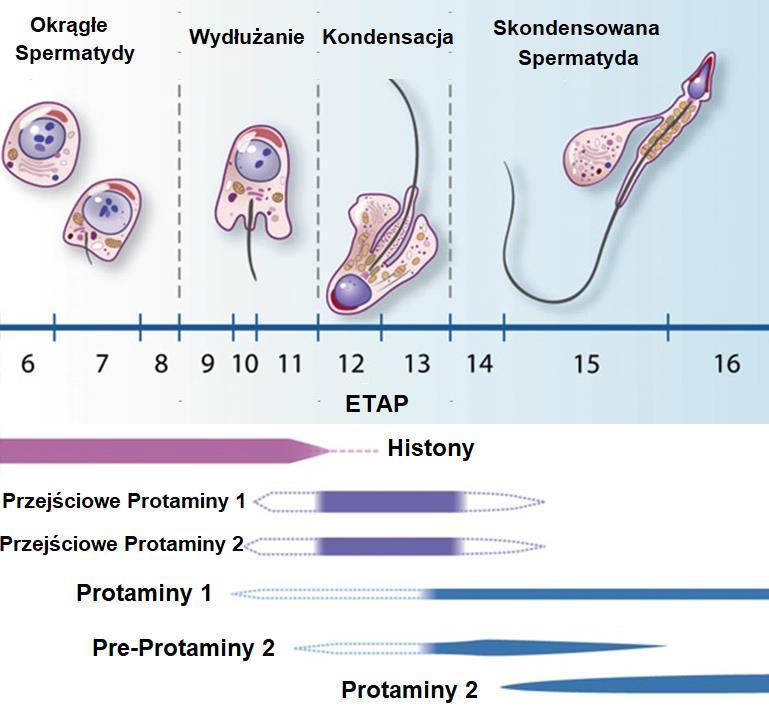 Rycina 4. Schemat wymiany histonów na protaminy w plemniku (Sharma i Agarwal, 2011; zmodyfikowane).
