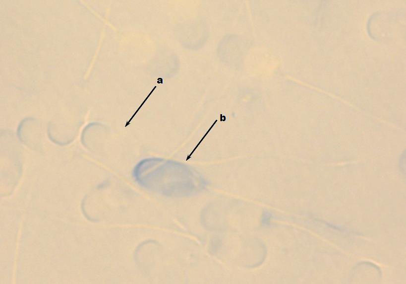 Fotografia 1.