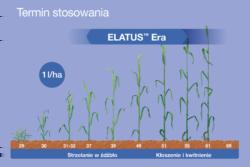 https://www. Elatus Era mocny, niezawodny i kompletny fot.