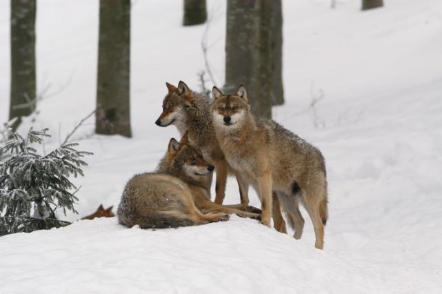 Zezwolenia wniosek Zezwolenia wydawane są wyłącznie na wniosek podmiotu zainteresowanego uzyskaniem odstępstwa, np.