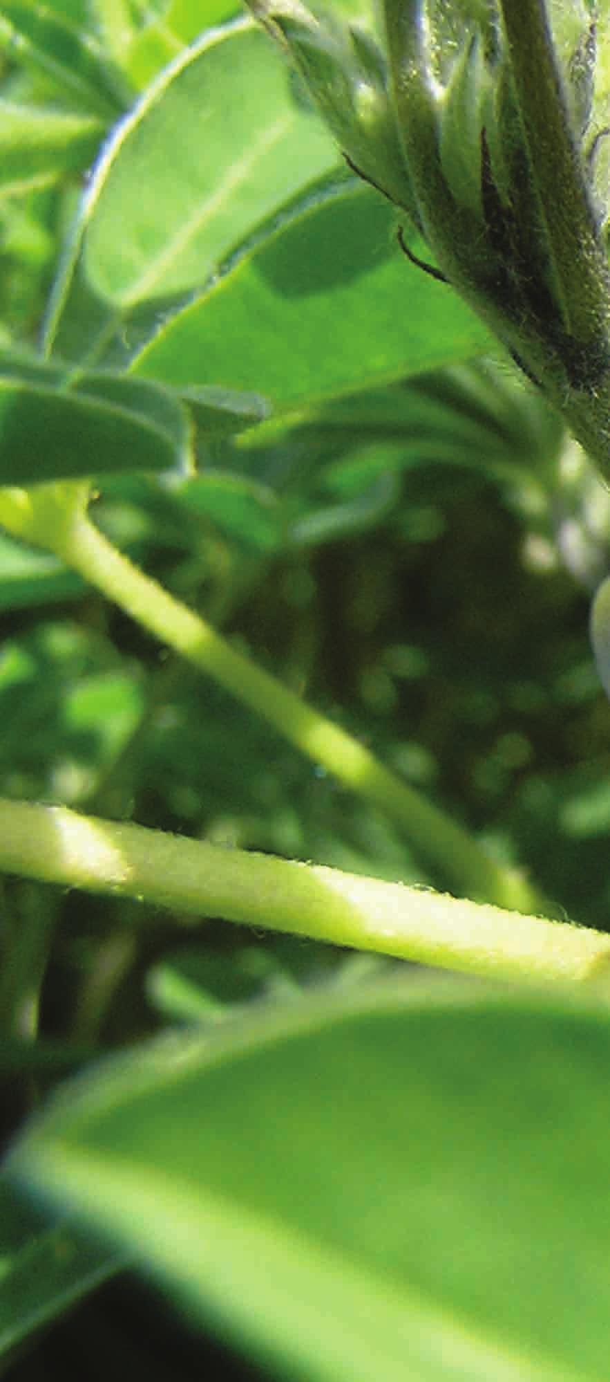 ŁUBIN DIETA Łubin biały Odmiana posiadająca certyfikat przydatności do wysiewu na południowych terenach Polski. W porównaniu z innymi odmianami łubinu białego dojrzewa wcześnie. Dojrzewa równomiernie.