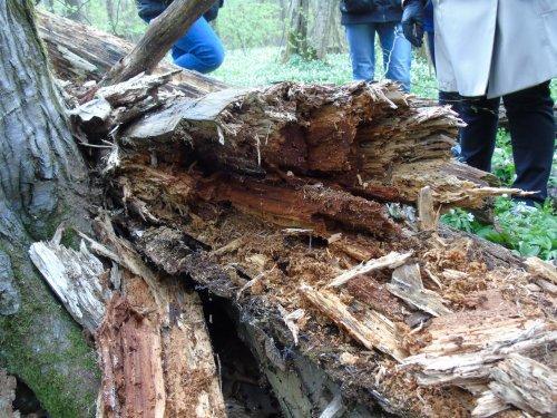 Kiedy z drewnem uporają się roztocza, bakterie, porosty, grzyby, nicienie i owady, pierwiastki organiczne związane przez