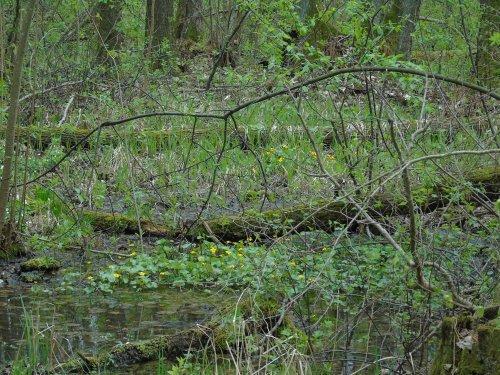 olsu [tereny podmokłe] są: kaczeńce, porzeczka i