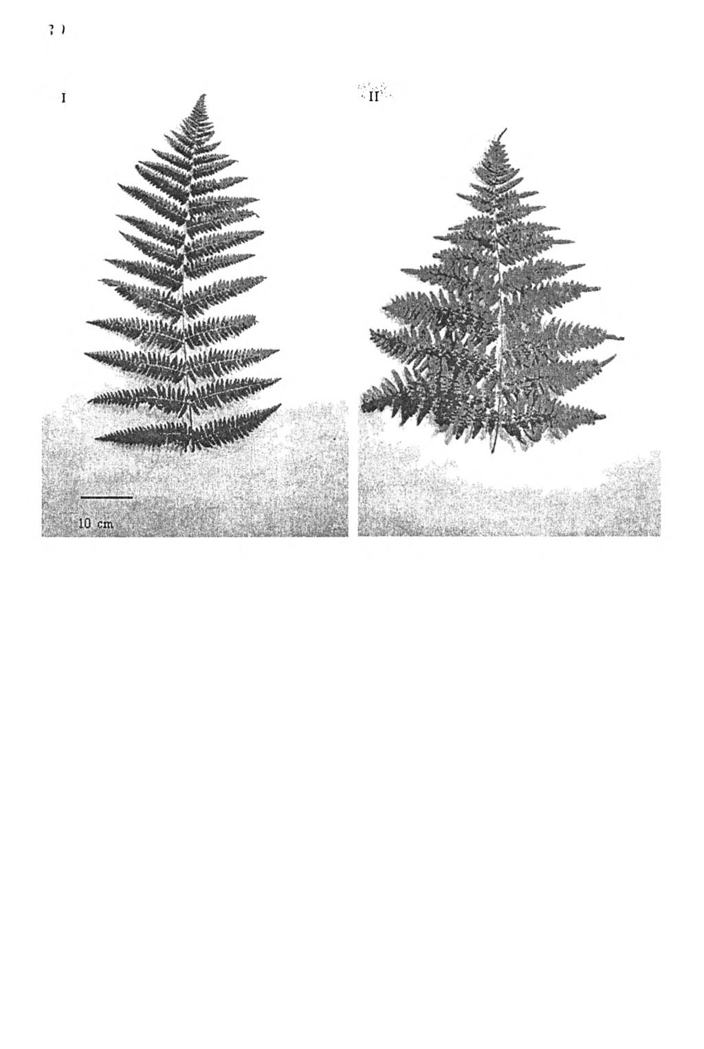 30 A. Halarewicz, A. Koszelnik-Leszek RYSUNEK 3. Porównanie pokroju liści złożonych orlicy pospolitej na stanowisku I i II FIGURE 3.