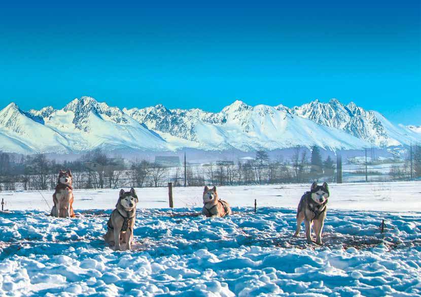 EVENTY Z WATAHA TATRY Psie zaprzęgi Góralskie atrakcje