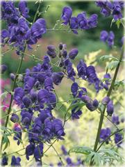 Sparks Variety Tojad Sparks Variety Aconitum henryi Sparks Variety to wieloletnia ozdobna bylina z rodziny jaskrowatych.