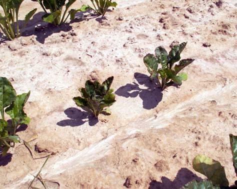 PO STRONIE PLANTATORA Nawożenie jesienne podstawą wysokich plonów Burak cukrowy do realizacji potencjału plonotwórczego musi pobrać z gleby bardzo duże ilości składników pokarmowych.